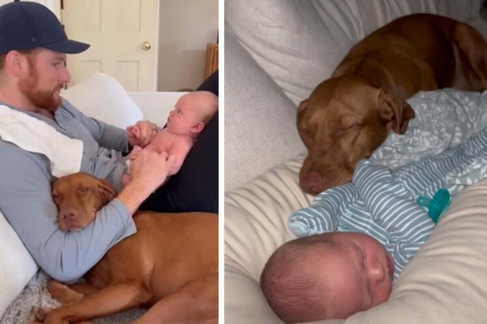 This doggo wants to be as close as possible to her new human.