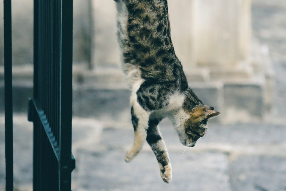 Cats can fall from a pretty impressive height without getting hurt.
