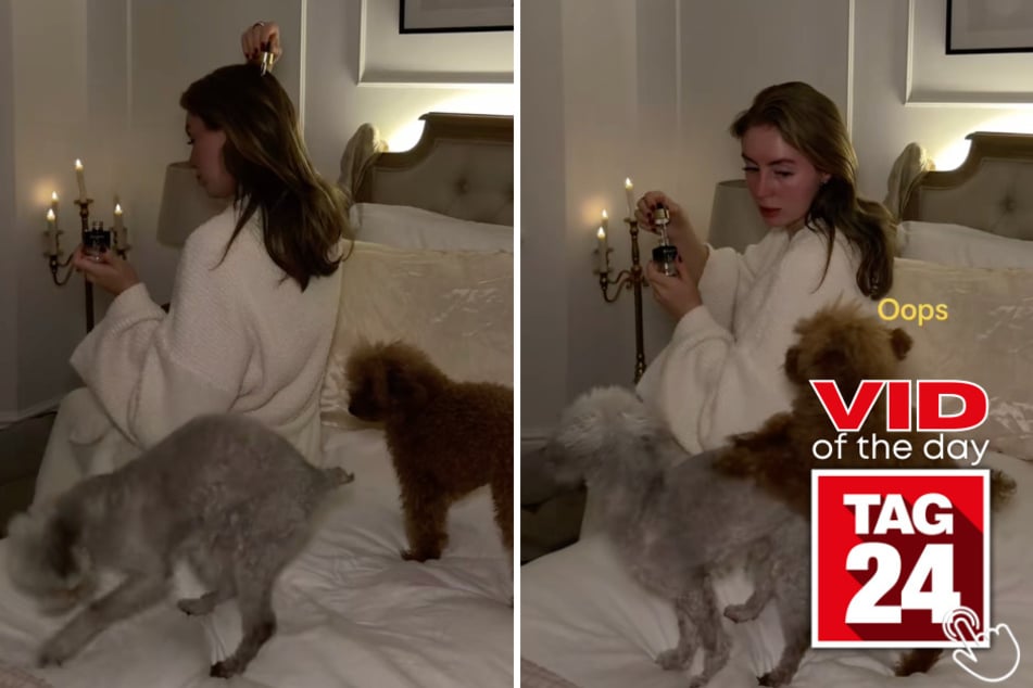 This woman was just trying to make one of those aesthetically pleasing TikToks… and her dogs said absolutely not. 