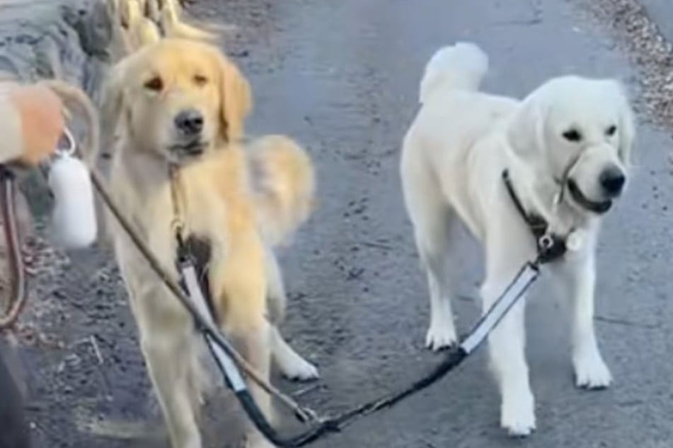 Dogs suddenly go wild to "protect" owner from unlikely attacker: "They saved your life!"