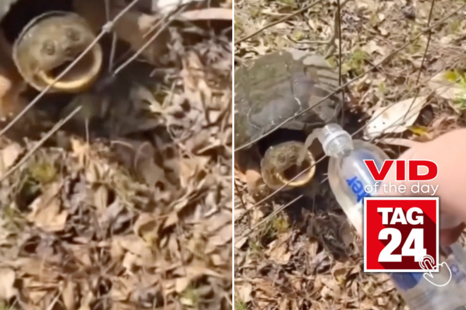 Viral Video of the Day for June 17, 2024: Woman hilariously tries giving water to snapping turtle!