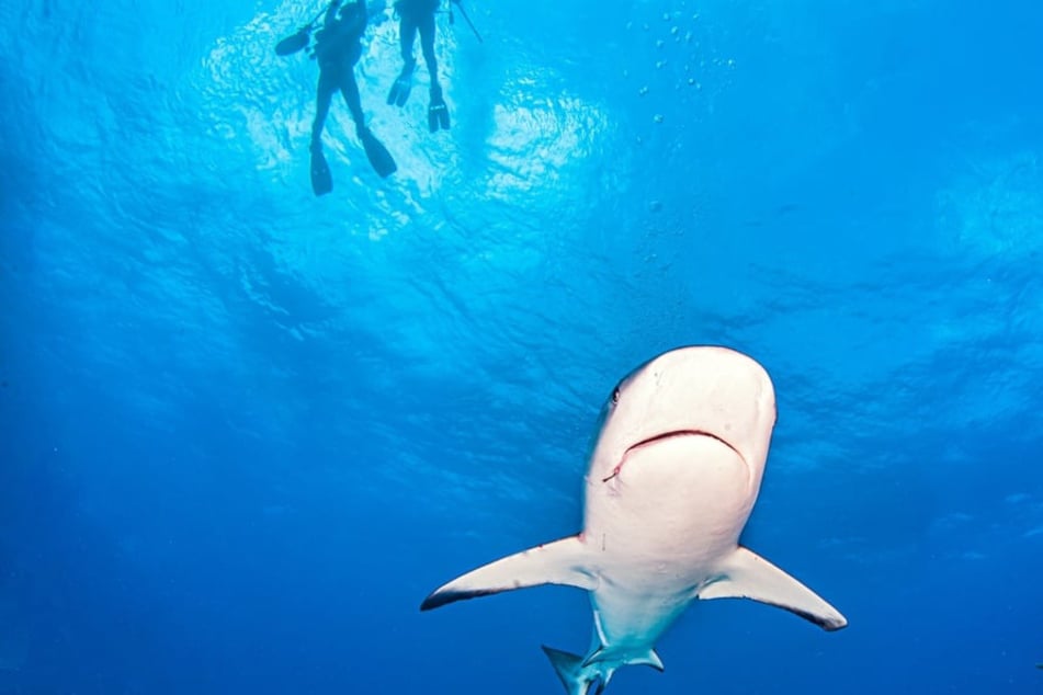 Connecticut woman loses limb in shark attack during post-graduation vacation
