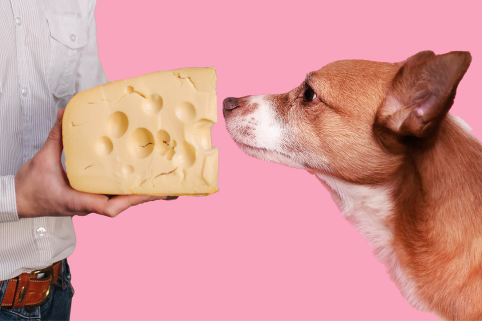 Can dogs eat cheese?