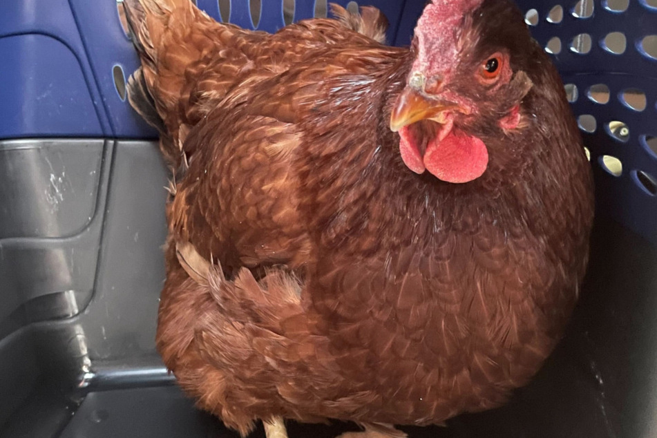 This brown bird poked around where she didn't belong.