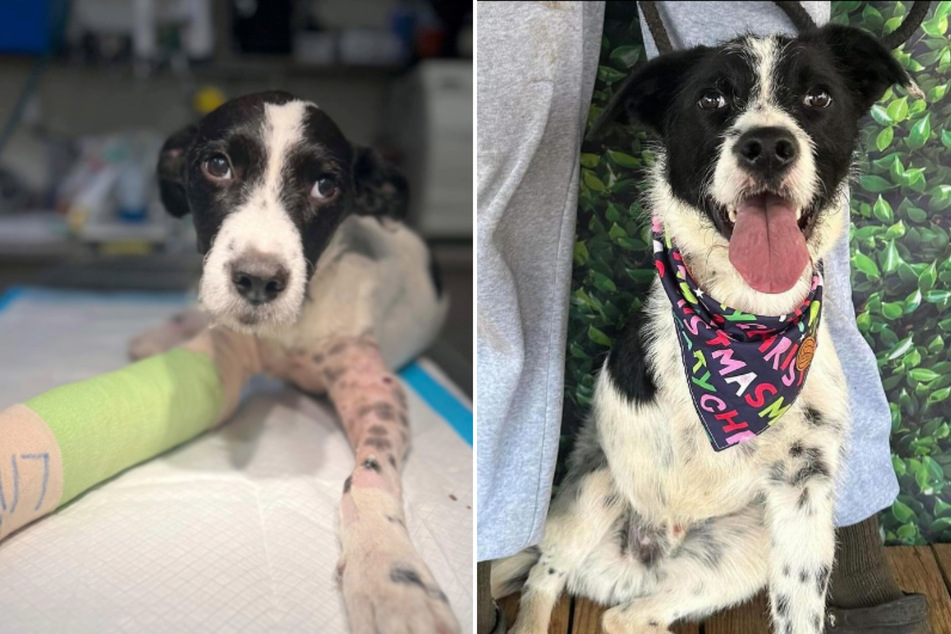 Puppy left for dead on train tracks loses his leg, but not his lust for life!