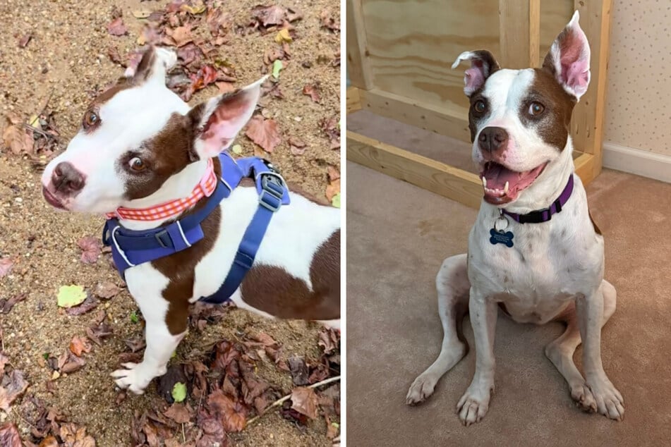 Aggie the dog would like to find a loving home for her "golden years."