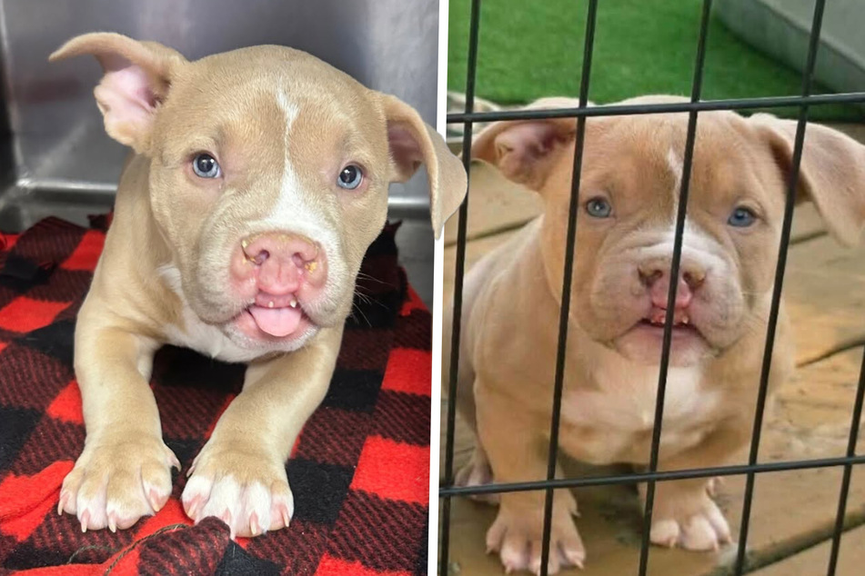 Mixed-breed puppy with a cleft lip finds her happy ending: "The cutest dog I've ever seen"