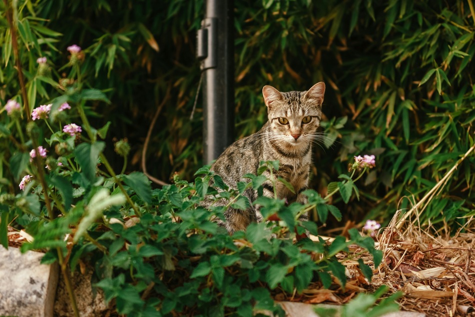If you let a cat into the yard, you should make sure that it does not eat any poisonous plants.