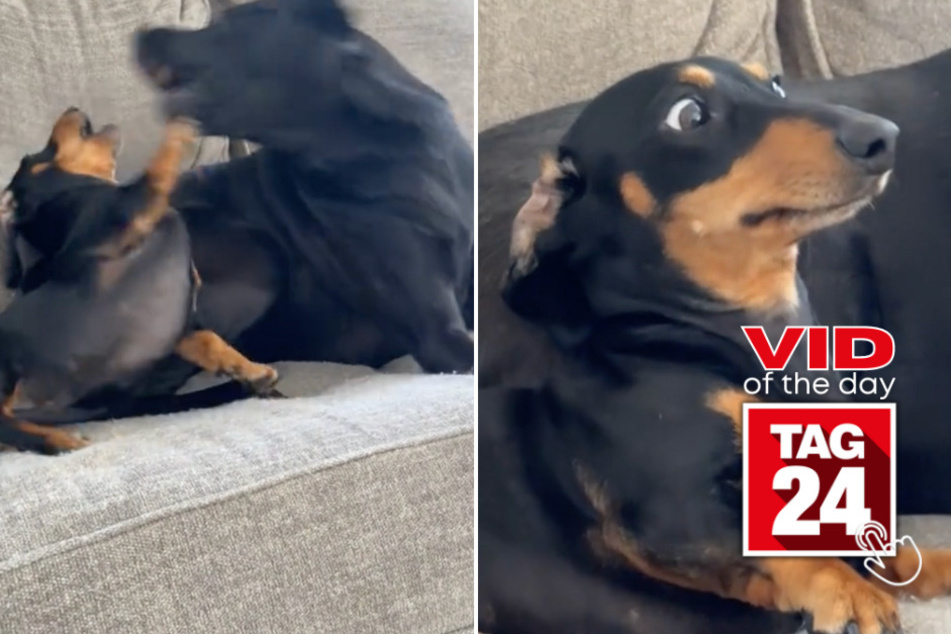 Viral Video of the Day for May 31, 2024: Dachshund's faces go viral after getting "bullied" by big brother!
