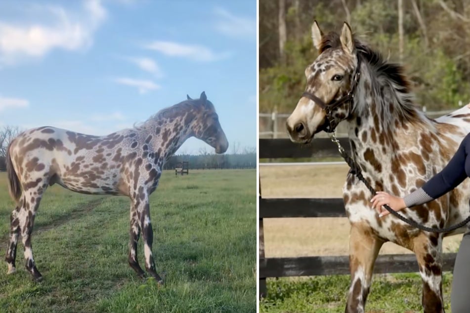 Jumanji the foal was born with a fascinating coat pattern known as "buckskin leopard."