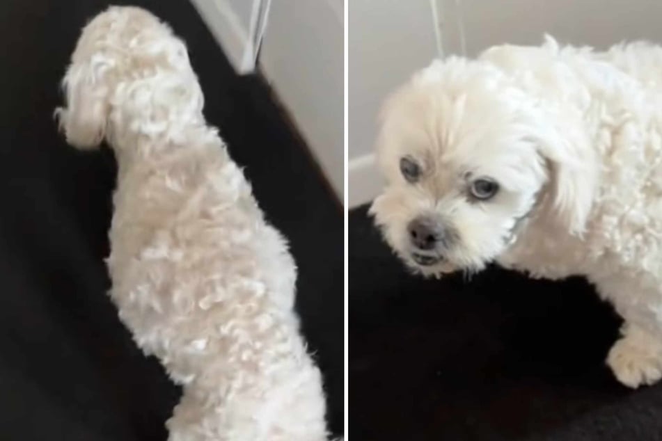 When a dog owner saw this startling sign, she knew that it was time to say goodbye