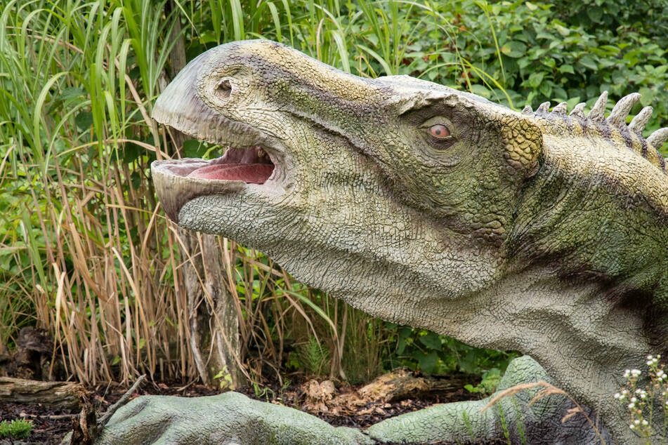 British doctor discovers new dinosaur species in a box of bones!