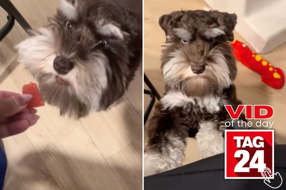 This dog found out watermelon is his favorite food and that it was gone – all in the same 10 seconds. His angry reaction says it all!