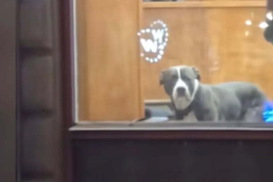 Owner leaves dog to run a quick errand – and his reaction has the internet in tears!