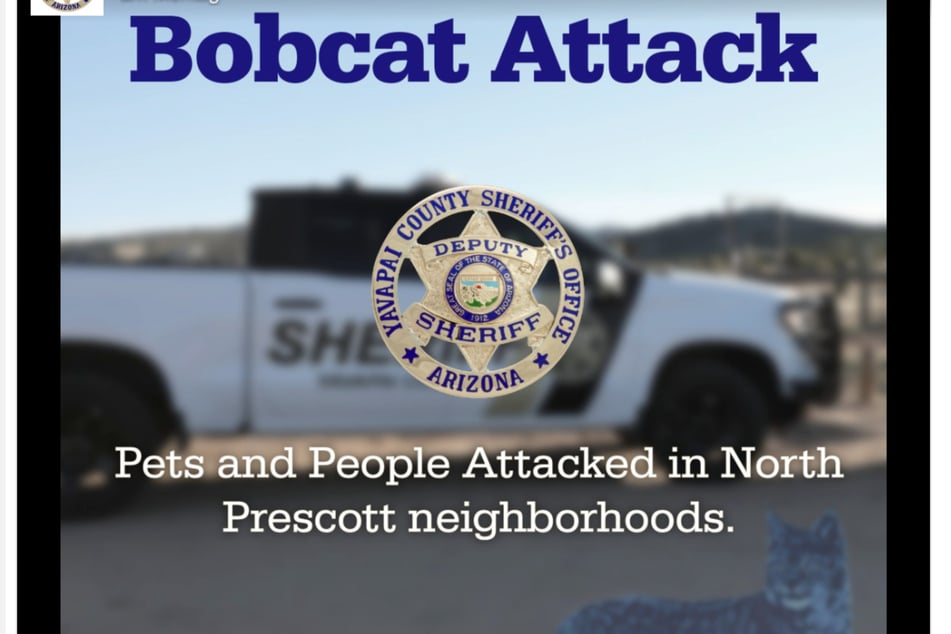 The bobcat killed by Moses was confirmed to have rabies.