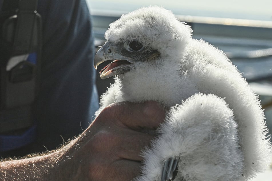 The little peregrines are ringed and then allowed to return to their mother.