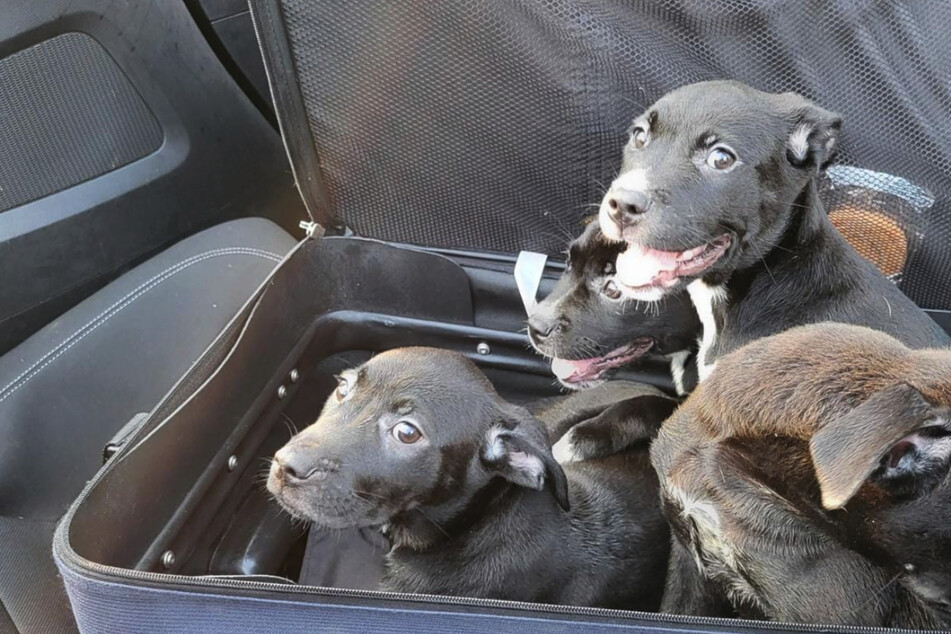 North Carolina couple makes fluffy discovery inside abandoned suitcase on side of the road