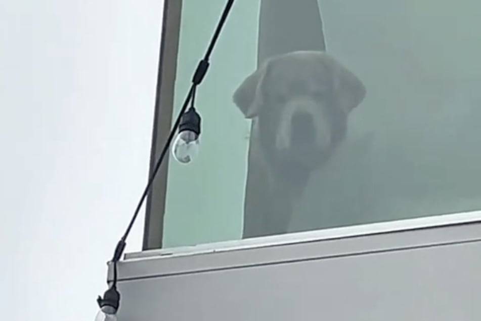 When it comes to his beloved pool, Chester the Golden Retriever dog just can't take a joke!