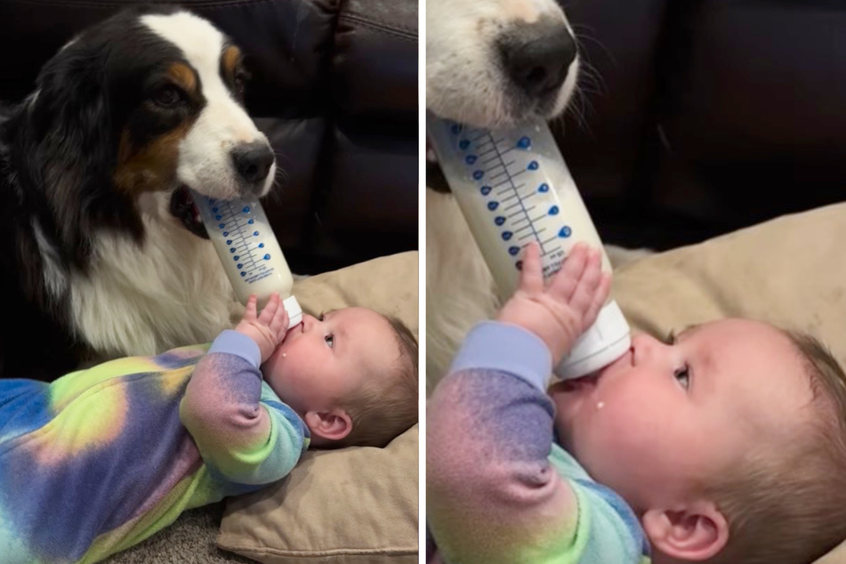 Dog helps bottle-feed baby in adorable video: "The nanny position has been filled!"