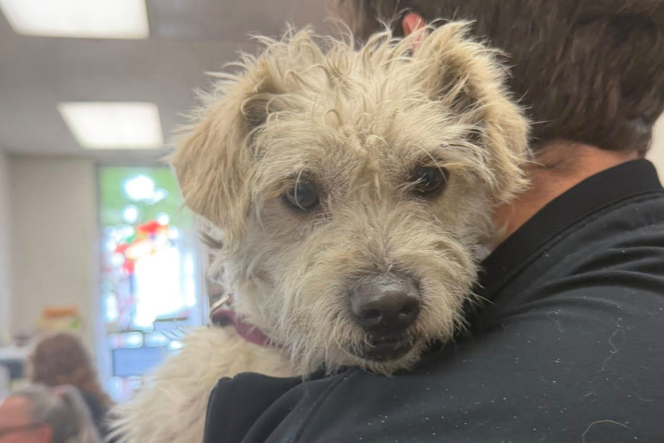 He went through a lot, but the dog is finally safe now.