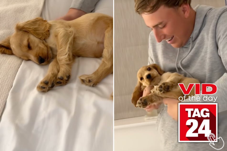 This sleeping cocker spaniel puppy is so cute, even her owner can't believe it!