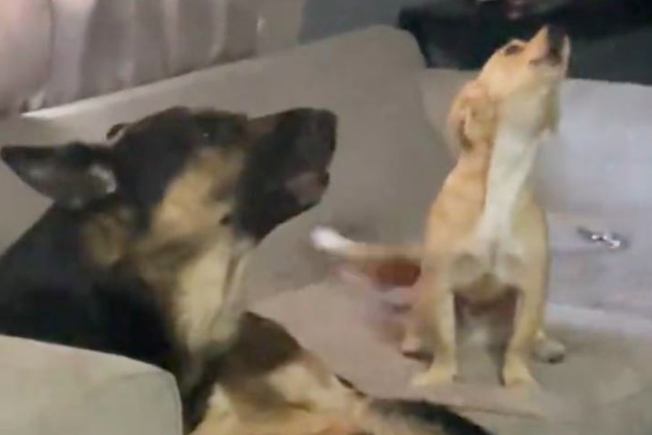 TikTok is all about this doggie duet. They are simply too cute!
