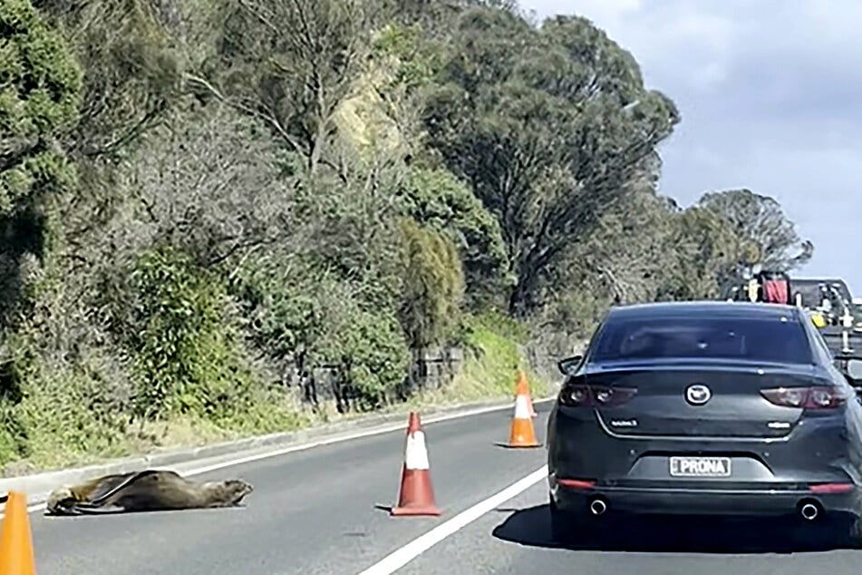 Slumbering seal diverts traffic in Australian seaside town: "You don't know where he will pop up next"
