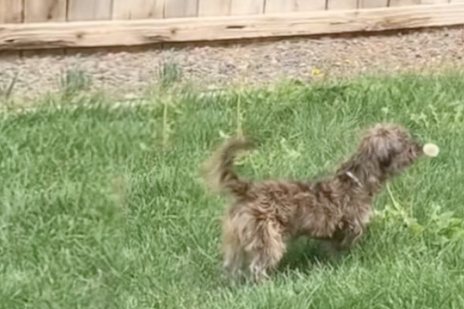 Rescue dog has the sweetest reaction to seeing a dandelion for the first time: "He made a friend"