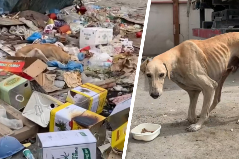 Emaciated street dog gets another chance at life when he stumbles upon this kind woman