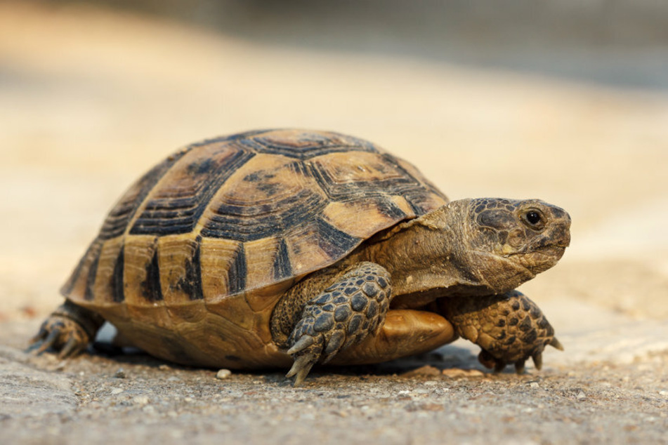 Typically, turtles have four legs and only one head (stock image), but Mary-Kate and Ashley Olsen has taken everyone by surprise.