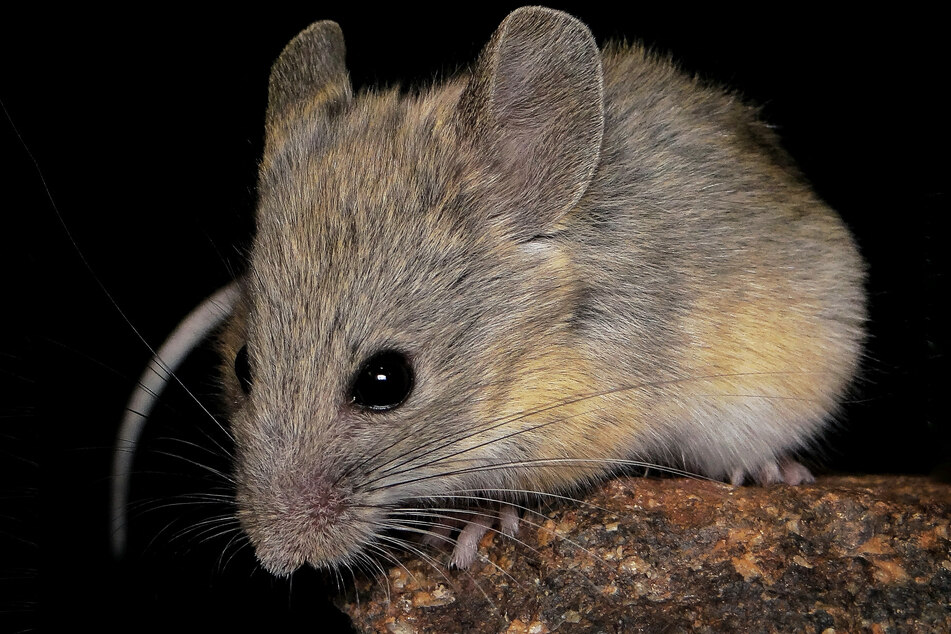 The Andean leaf-eared mouse is, in fact, a natural marvel.