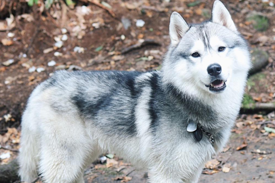 Husky saves neighborhood from dangerous explosion with clever trick!