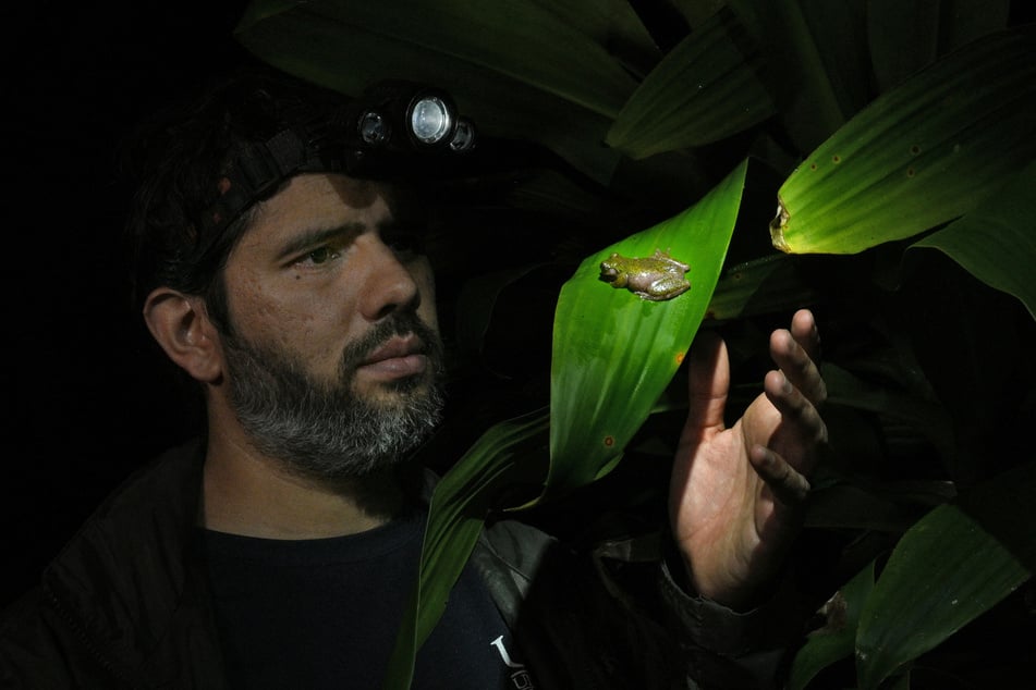 Costa Rican scientist Jonathan Navarro Picado observes a spring frog, a frog species recently discovered, in San Jose, Costa Rica, on August 6, 2026.