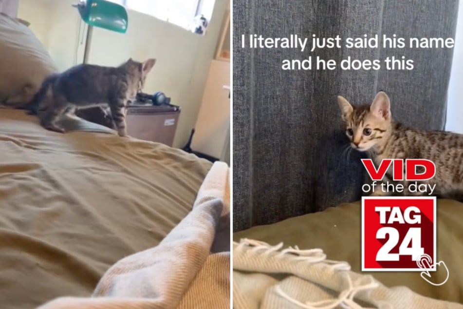 Viral Video of the Day for October 25, 2023: This cat really, really hates his name!