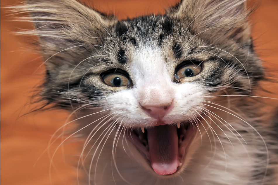 Feline felon arrested after using cat as a weapon to attack her roommate