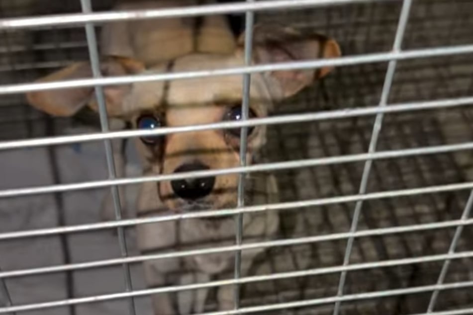 This little pup wasn't pleased to be trapped, but at least it was safe. 
