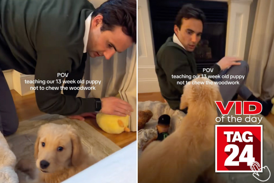 This man tried to teach his golden retriever puppy not to chew the baseboard... by acting as if the wood could bite back!