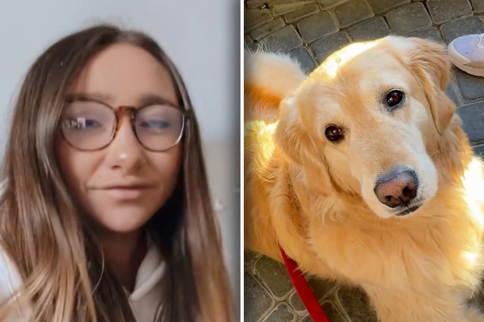 Golden retriever dishes out sassy silent treatment during an icy reunion