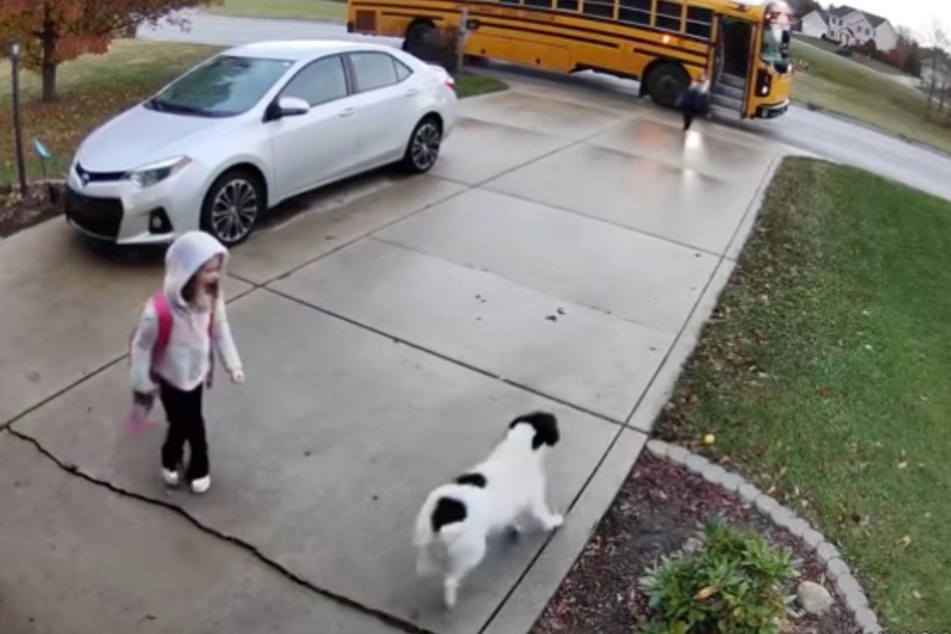 Maisy has no time for the girl and runs as fast as she can to her brother!