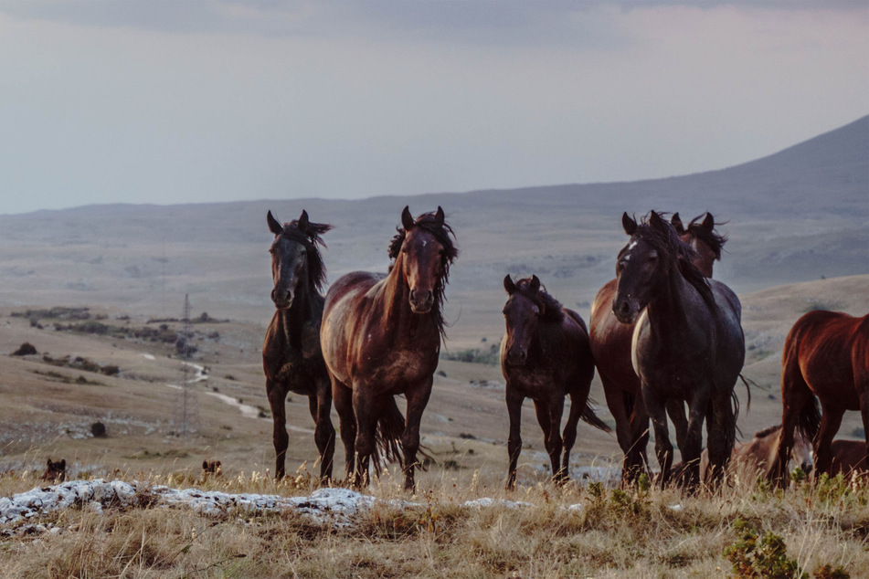 Horses aren't innately dangerous, but they kill the most people.