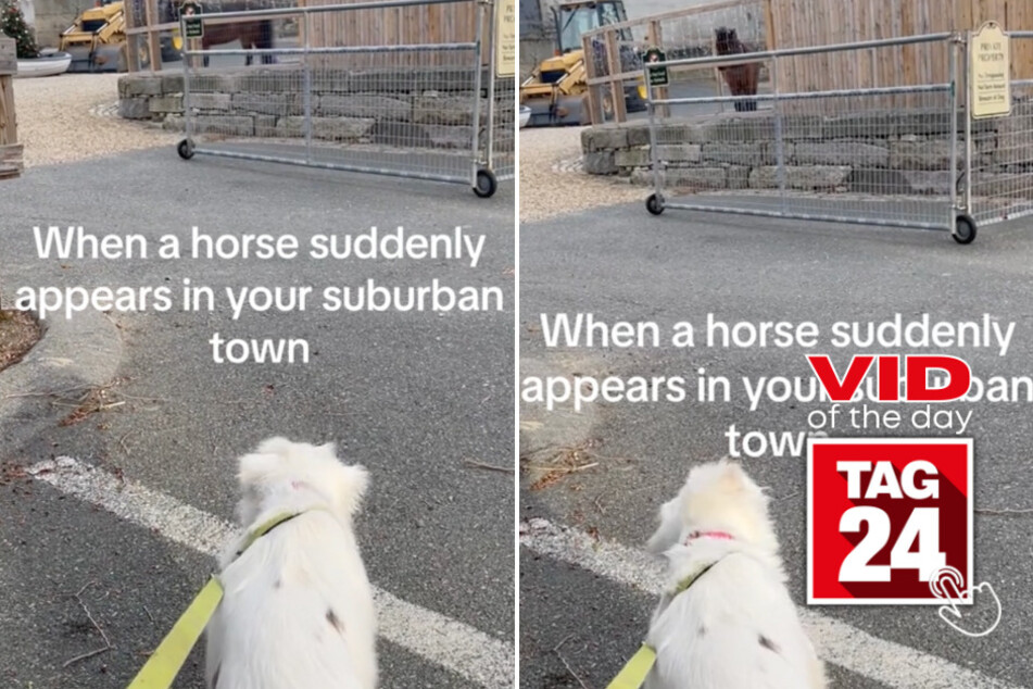 Viral Video of the Day for May 24, 2024: Dog reacts hilariously to unexpected horse encounter