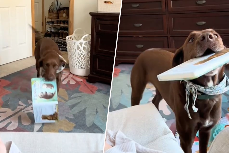 A new mom from Iowa is currently enjoying every moment with her newborn baby while her sweet dog Renegade makes sure she wants for nothing.