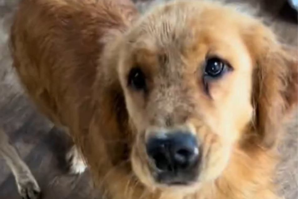 This dog's mission has TIkTokers melting. He rescued a kitten!