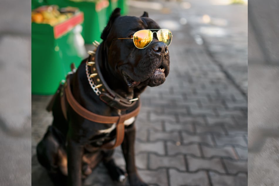 Should dogs wear sunglasses to prevent eye diseases?