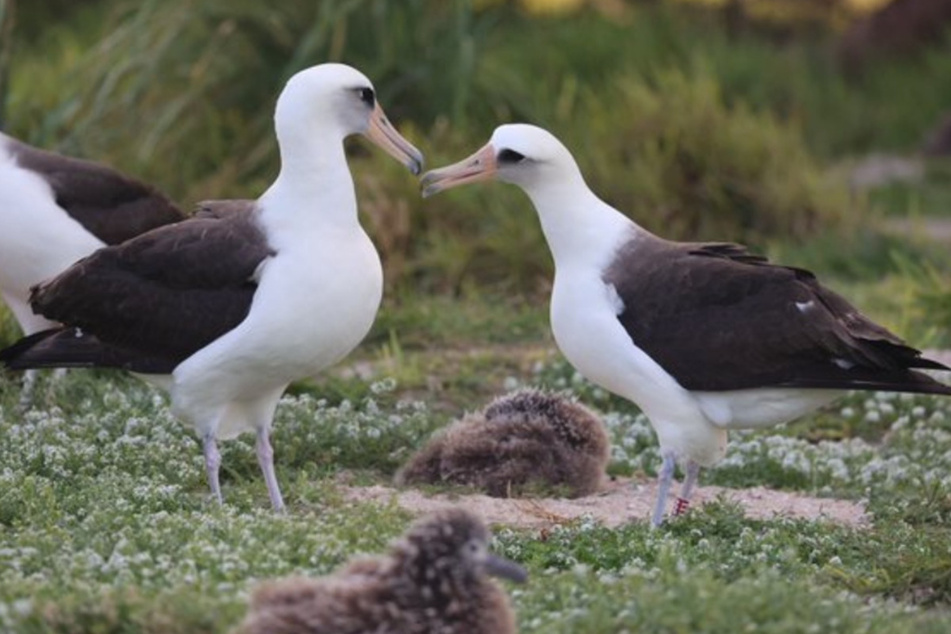 On a Wing and a Prayer: The oldest bird in the world is looking for love!