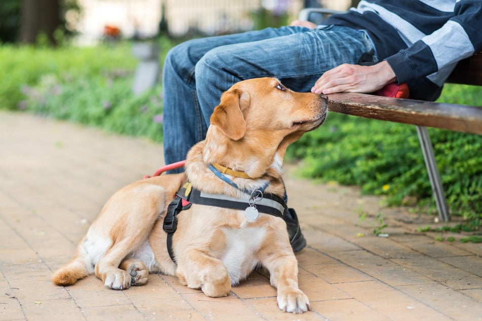 A man and his Labrador were diagnosed with kidney cancer at the same time, when both had similar symptoms of fatigue, thirst, and weight loss (stock image).