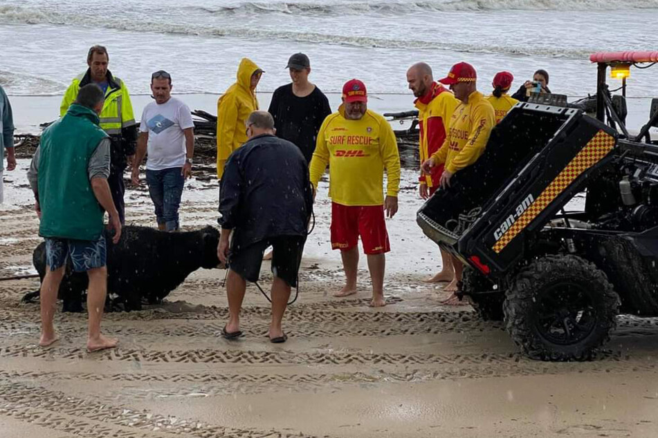 Volunteers rescued the distressed animal.