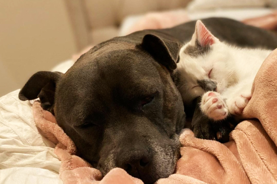 Adorable dog and rescue kitten become best buds after a bumpy start