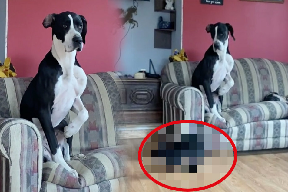 Scaredy-dog: this Great Dane is terrified of a tiny harmless critter