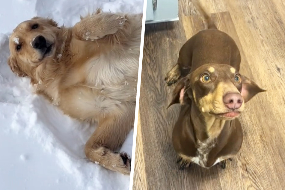 Golden retriever-dachshund mix puppies take TikTok by storm!